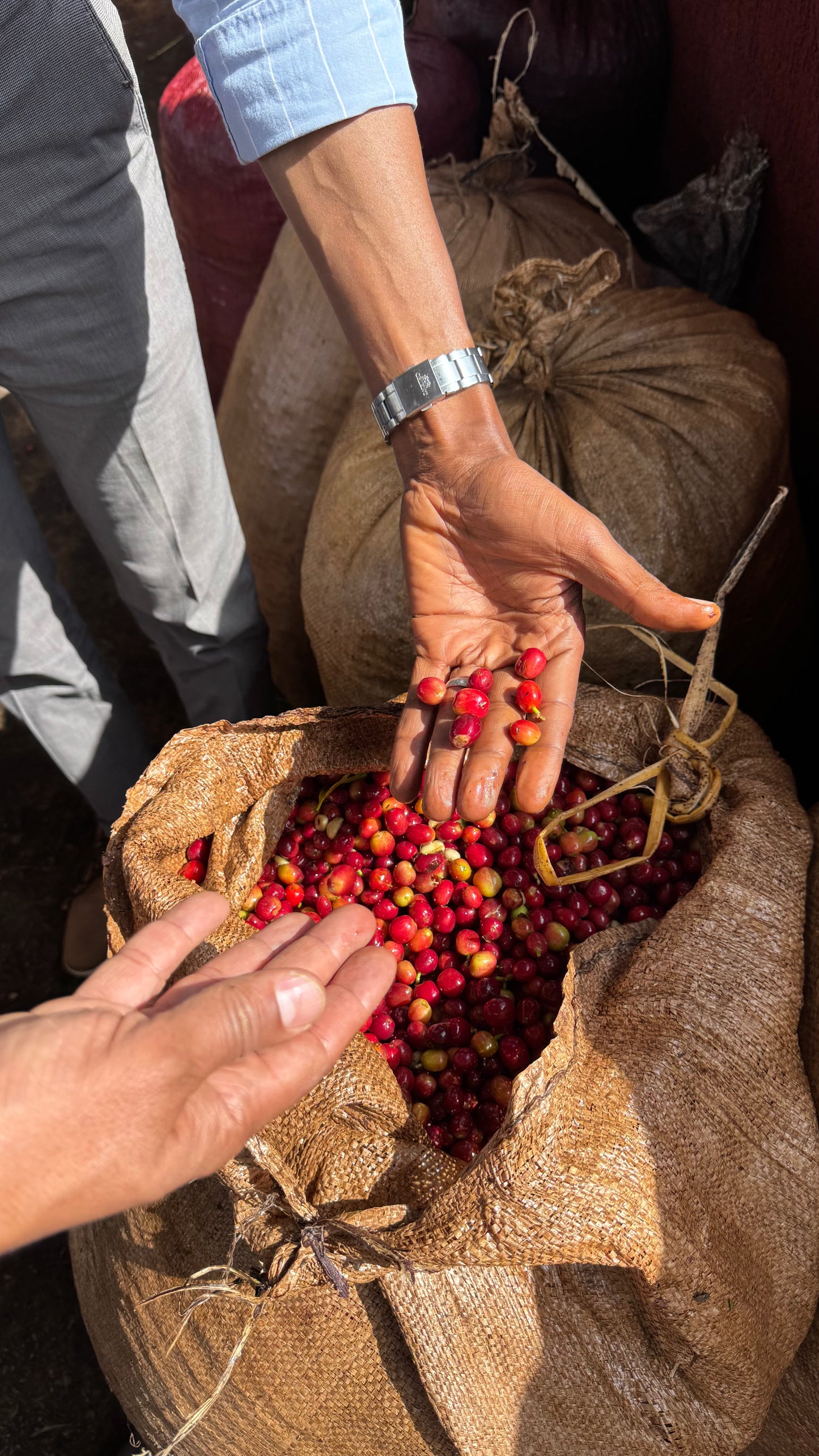 TAGEL ALEMAYEHU | Ethiopia | Washed