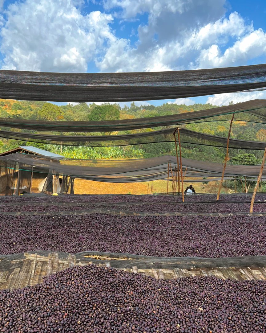 GEMECHU SHONORA GR.2 | Ethiopia | Natural - kaffemikPapaya | Orange Sorbet | HerbalKaffeebohnen