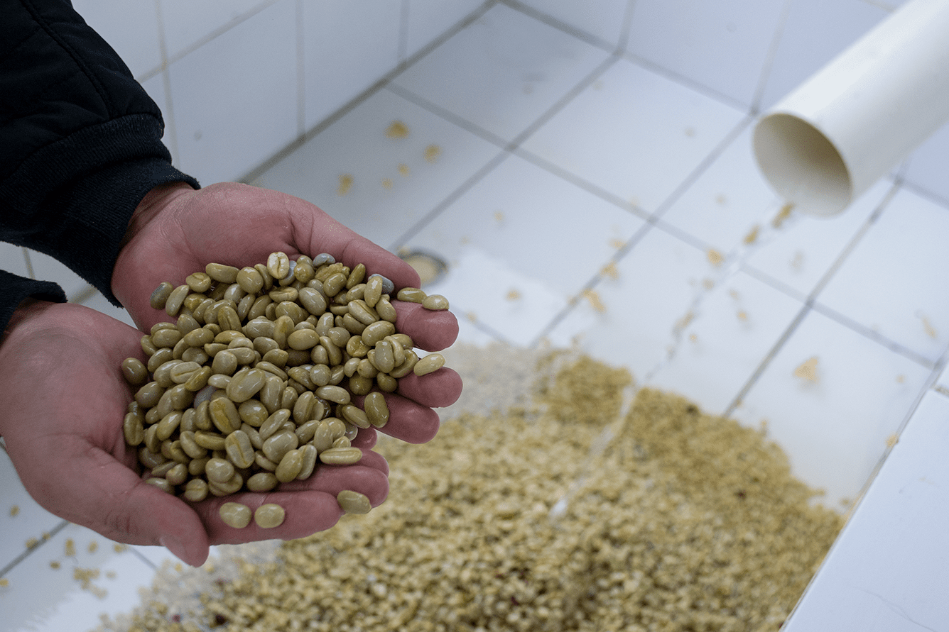 JUAN PEÑA | Ecuador | Washed - kaffemikRose | Lime | HoneyKaffeebohnen