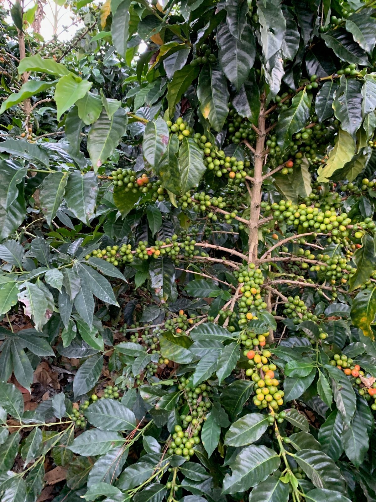 SONIA BOLAÑOS | Colombia | Washed - kaffemikLemonade | Violet | HerbalKaffeebohnen