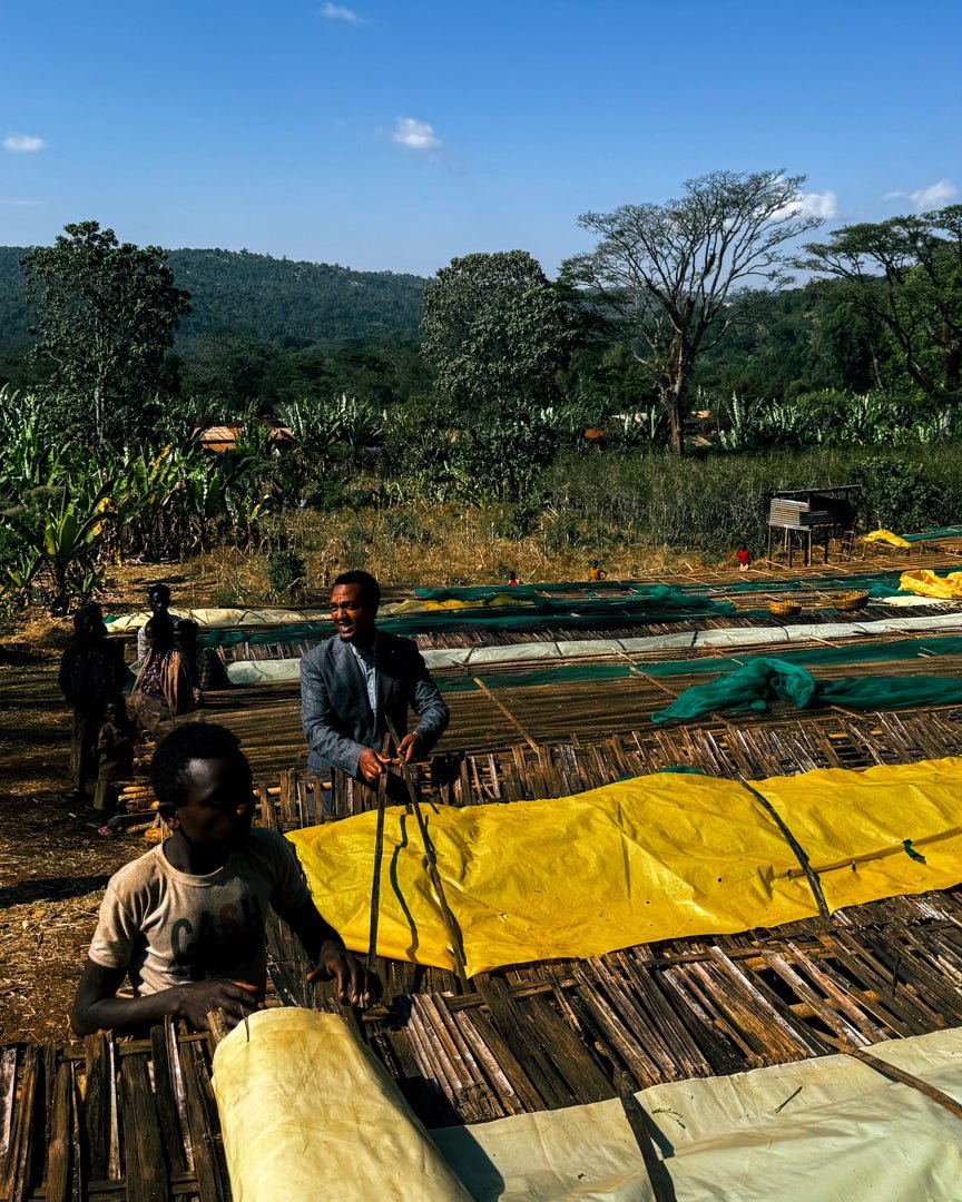 GEMECHU SHONORA GR.2 | Ethiopia | Natural - kaffemikPapaya | Orange Sorbet | HerbalKaffeebohnen