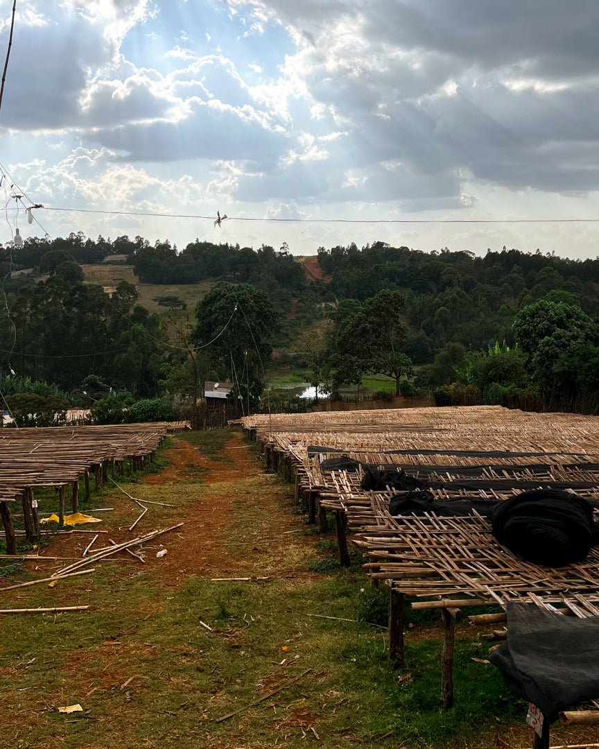 GEMECHU SHONORA GR.2 | Ethiopia | Natural - kaffemikPapaya | Orange Sorbet | HerbalKaffeebohnen