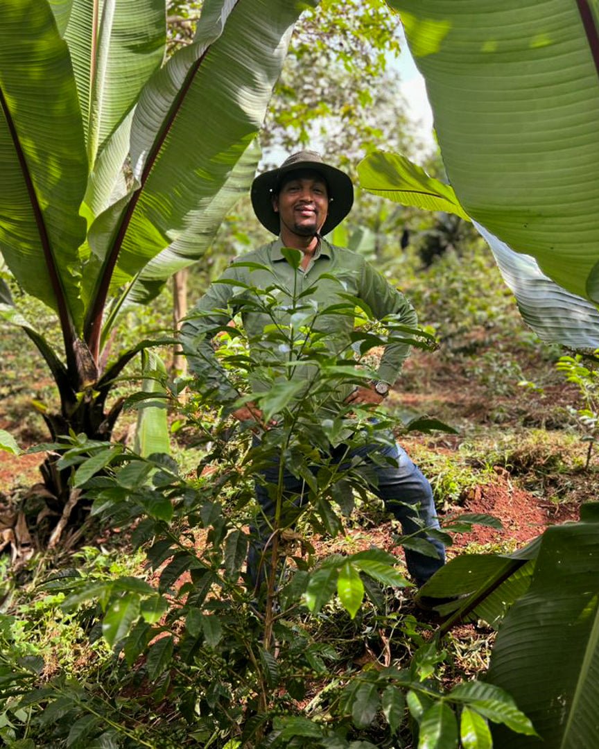 GEMECHU SHONORA GR.2 | Ethiopia | Natural - kaffemikPapaya | Orange Sorbet | HerbalKaffeebohnen
