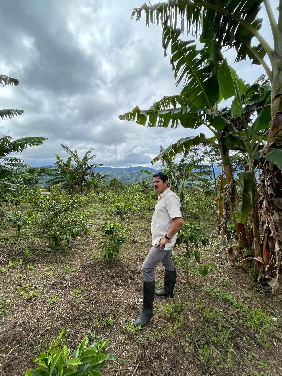 LUIS ANIBAL CALDERÓN | Colombia | Cardamon Co - Ferment - kaffemikCardamon | Cinnamon | Baked AppleKaffeebohnen