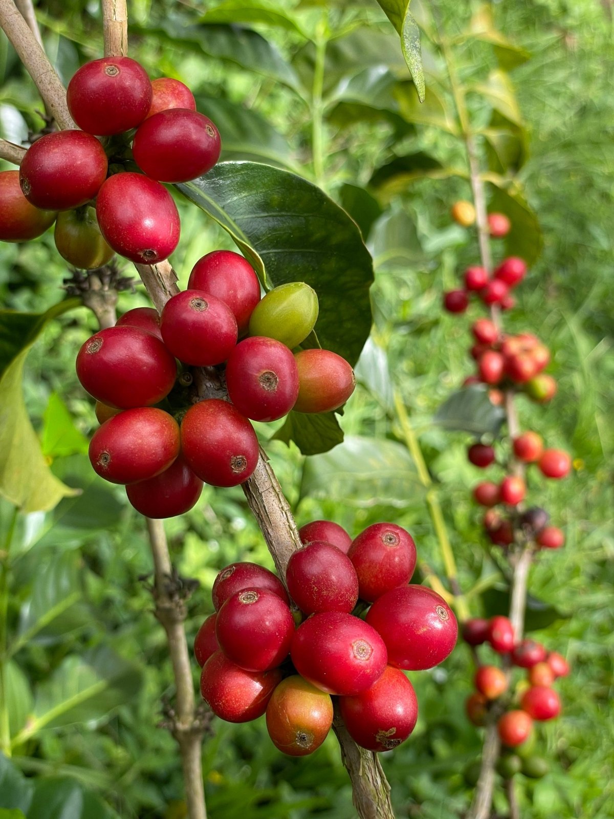 LUIS ANIBAL CALDERÓN | Colombia | Cardamon Co - Ferment - kaffemikCardamon | Cinnamon | Baked AppleKaffeebohnen