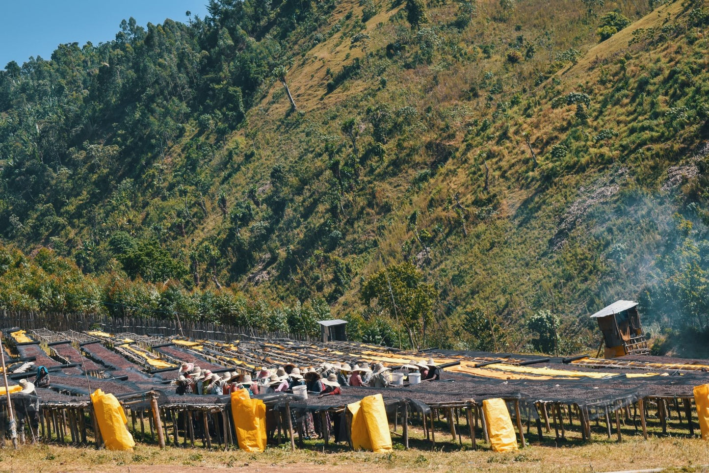 SHANTAWENE KEBENA | Ethiopia | Natural - kaffemikPEACH | MANGO | ORANGECoffee