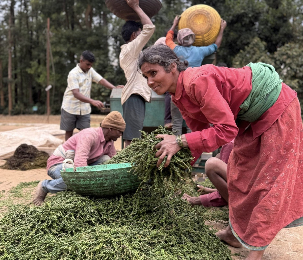 SHANTI VALLEY | India | Anaerobic Natural - kaffemikCHERRY | CASHEW | CITRUSKaffeebohnen