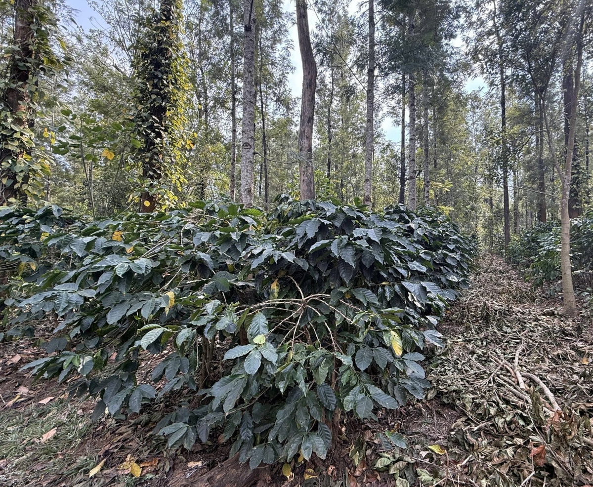 SHANTI VALLEY | India | Anaerobic Natural - kaffemikCHERRY | CASHEW | CITRUSKaffeebohnen