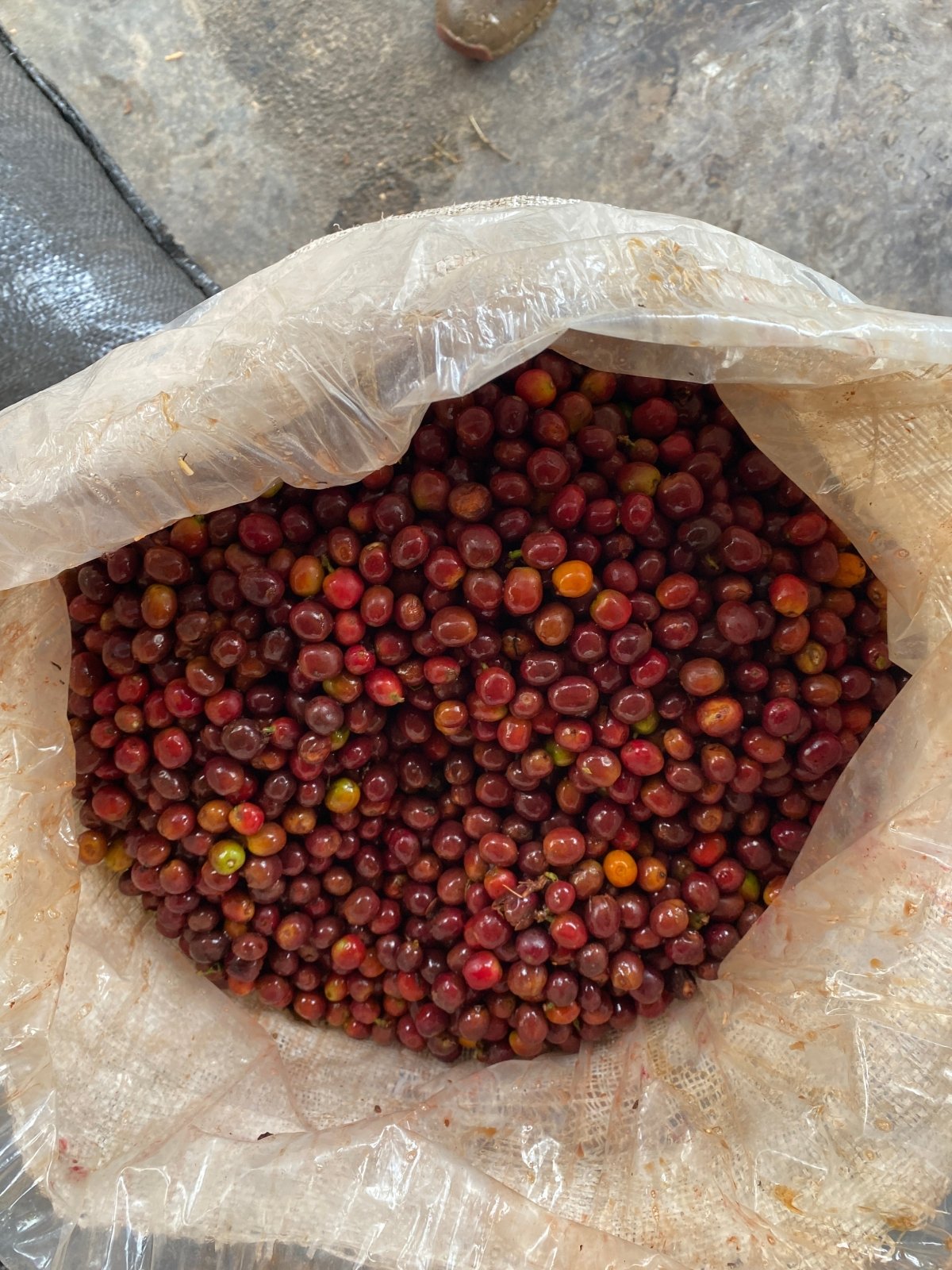 YULIETH MORA | Colombia | Washed - kaffemikPLUM | LIME | HIBISCUSKaffeebohnen