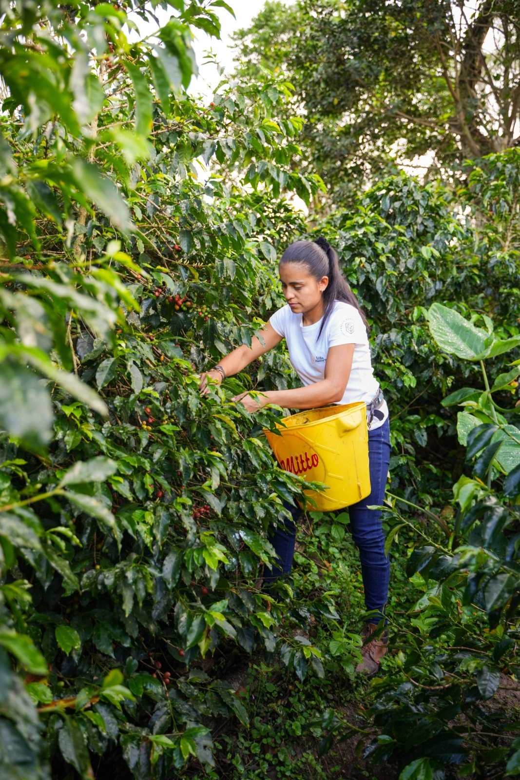 YULIETH MORA | Colombia | Washed - kaffemikPLUM | LIME | HIBISCUSKaffeebohnen