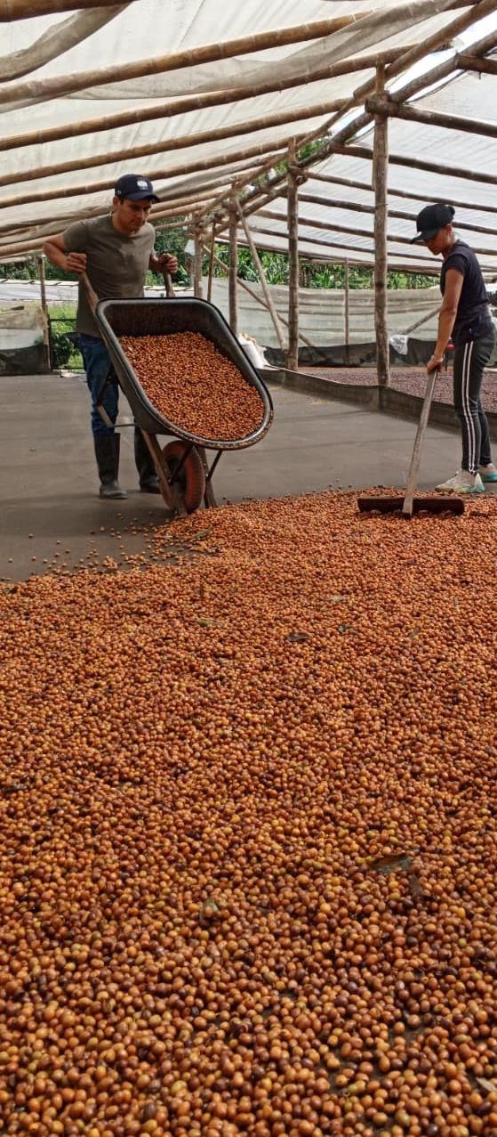 YULIETH MORA | Colombia | Washed - kaffemikPLUM | LIME | HIBISCUSKaffeebohnen